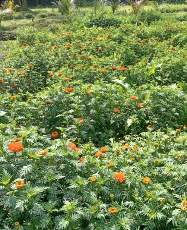 School  Garden