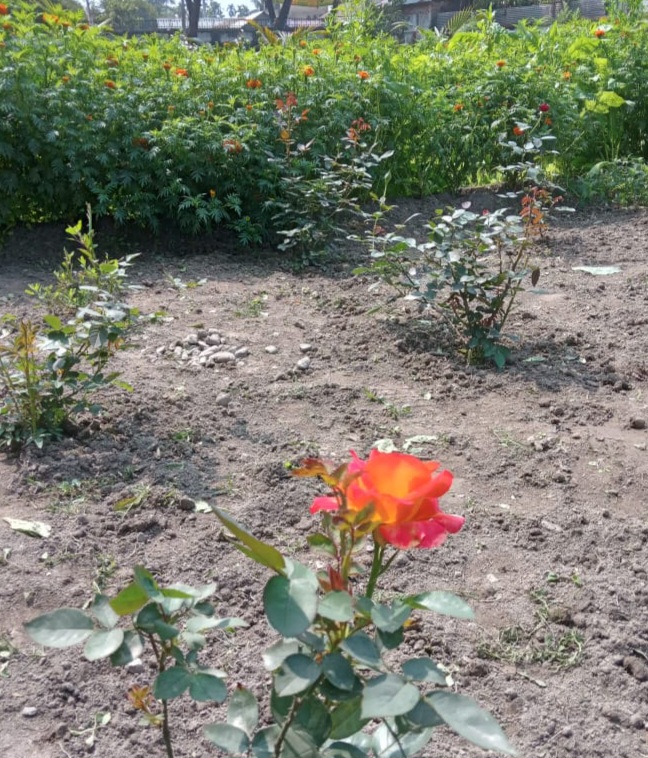 School  Garden