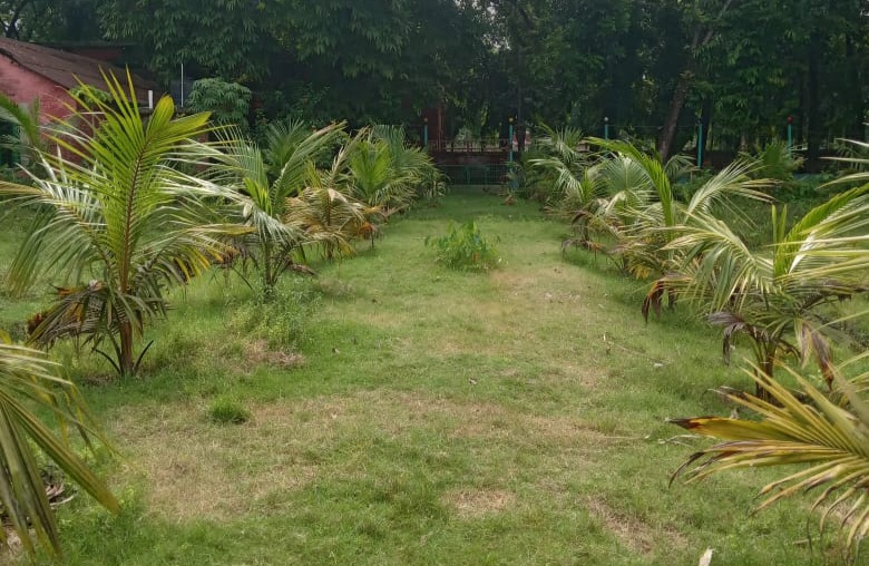 School Garden