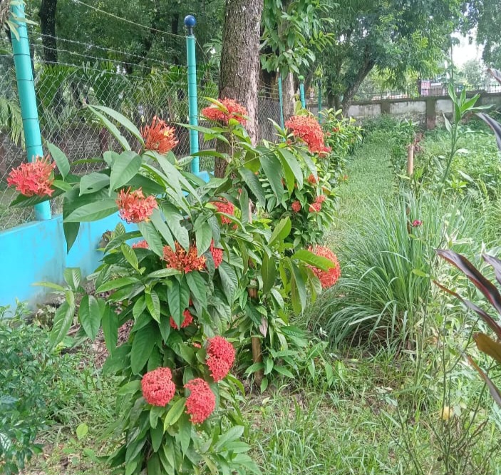 School  Garden